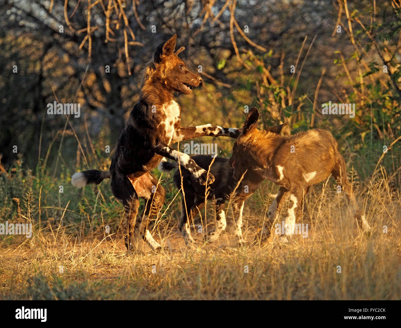 play fight interaction of three African Wild dogs / Painted Wolves (Lycaon Pictus) photographed at ground level in thick scrubby bush Stock Photo