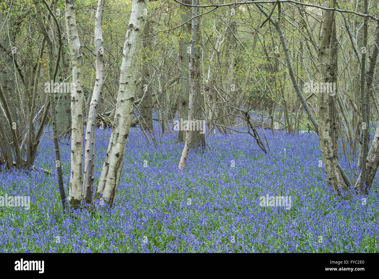 lots of bluebells in an ancient beech oak and silver birch woodland covering the floor ground beneath tree canopy Stock Photo