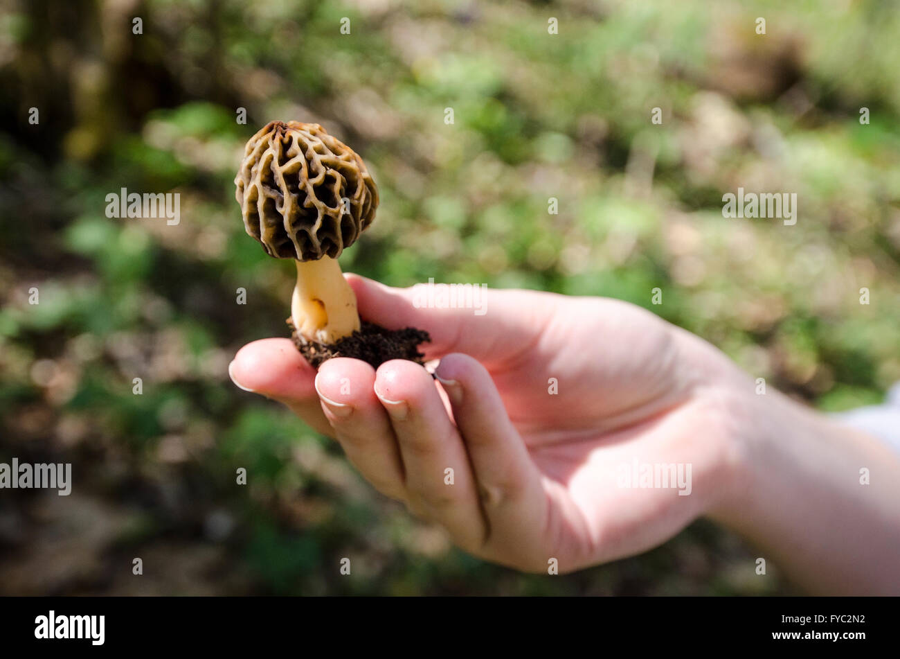 Foraging for Morel Mushrooms Stock Photo - Alamy