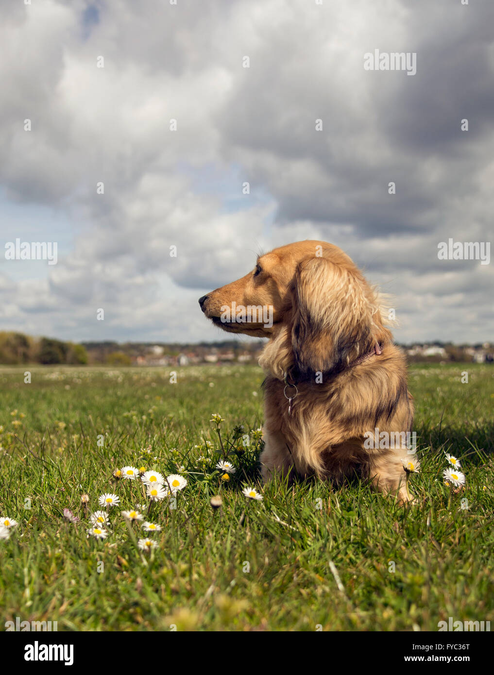 Dachshund Sitting In Field Stock Photo Alamy