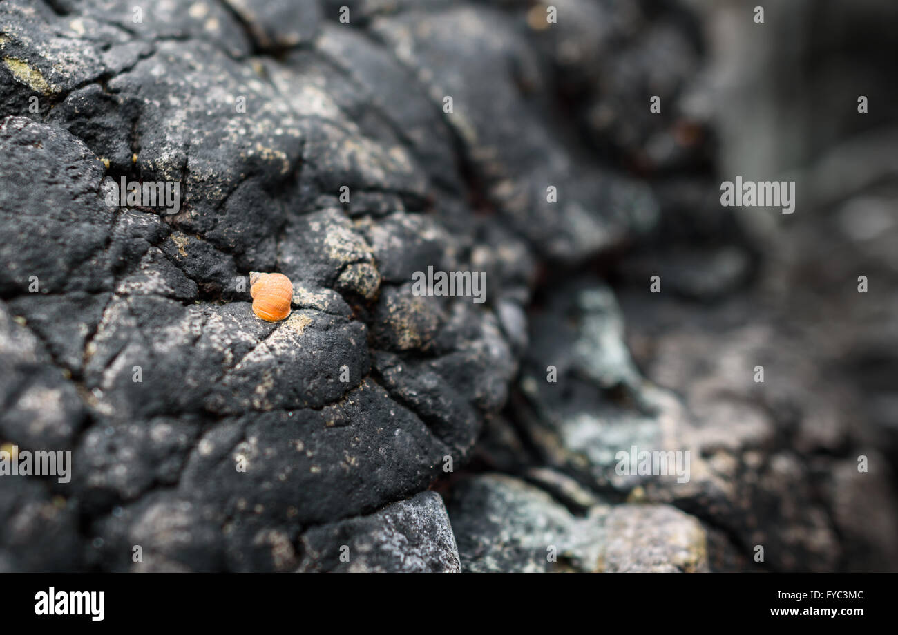 Single orange dog whelk on black volcanic rock. Stock Photo