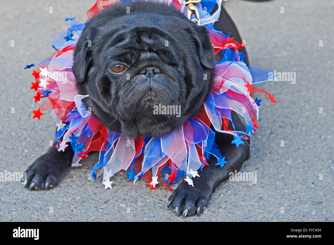 Black dog with one eye and red, white and blue ruff around its neck