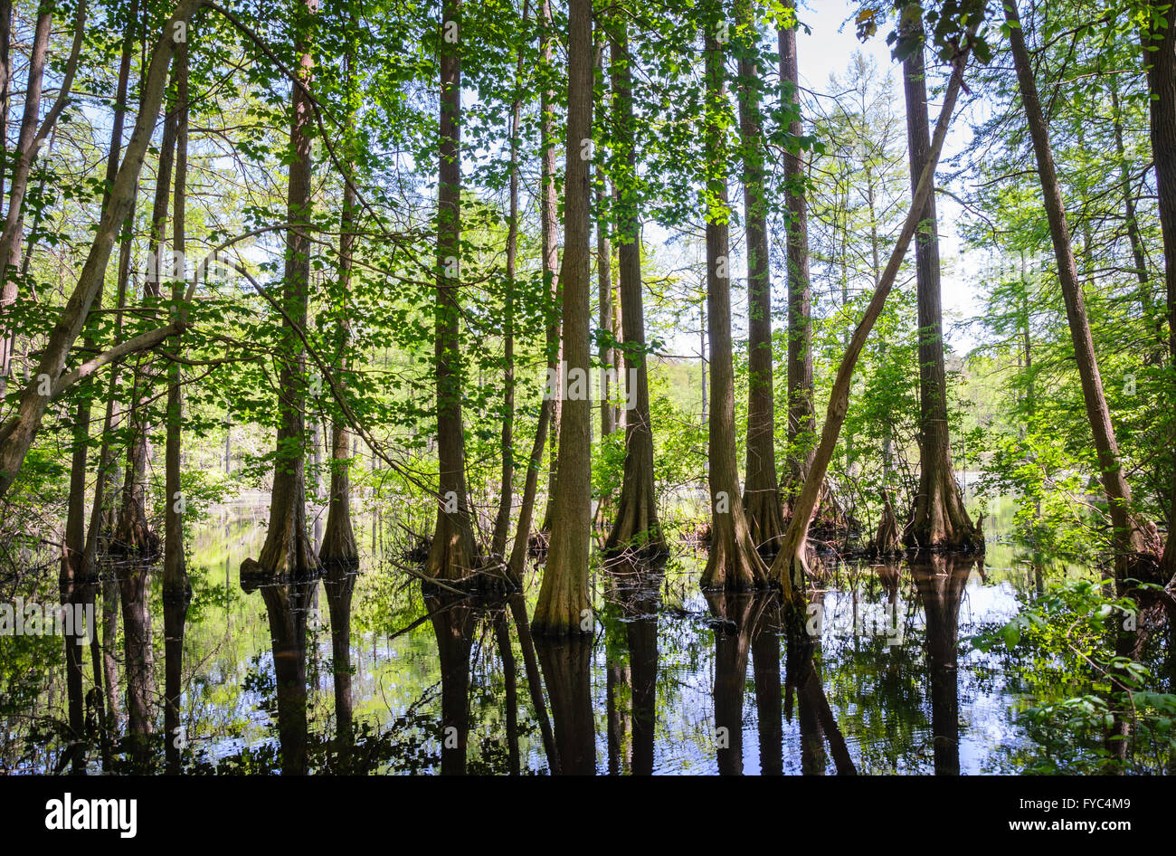 Trap Pond State Park Stock Photo