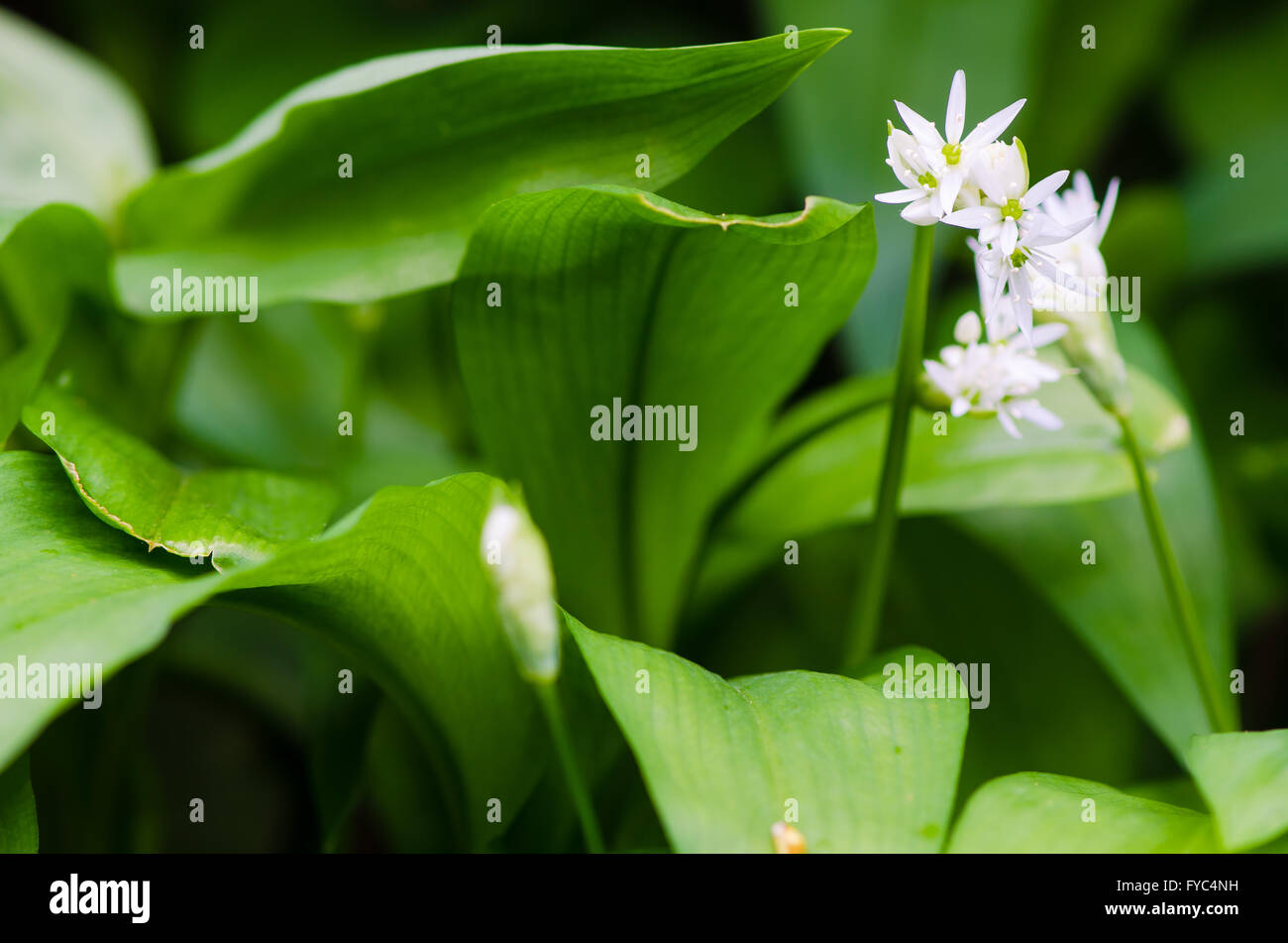 Ramsons (Allium ursinum) leaves and flowers. A plant in the family Amaryllidaceae in flower, also known as wild garlic Stock Photo