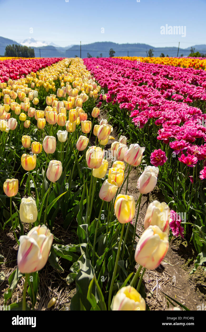 Rows of colorful tulips at tulip farm Stock Photo - Alamy