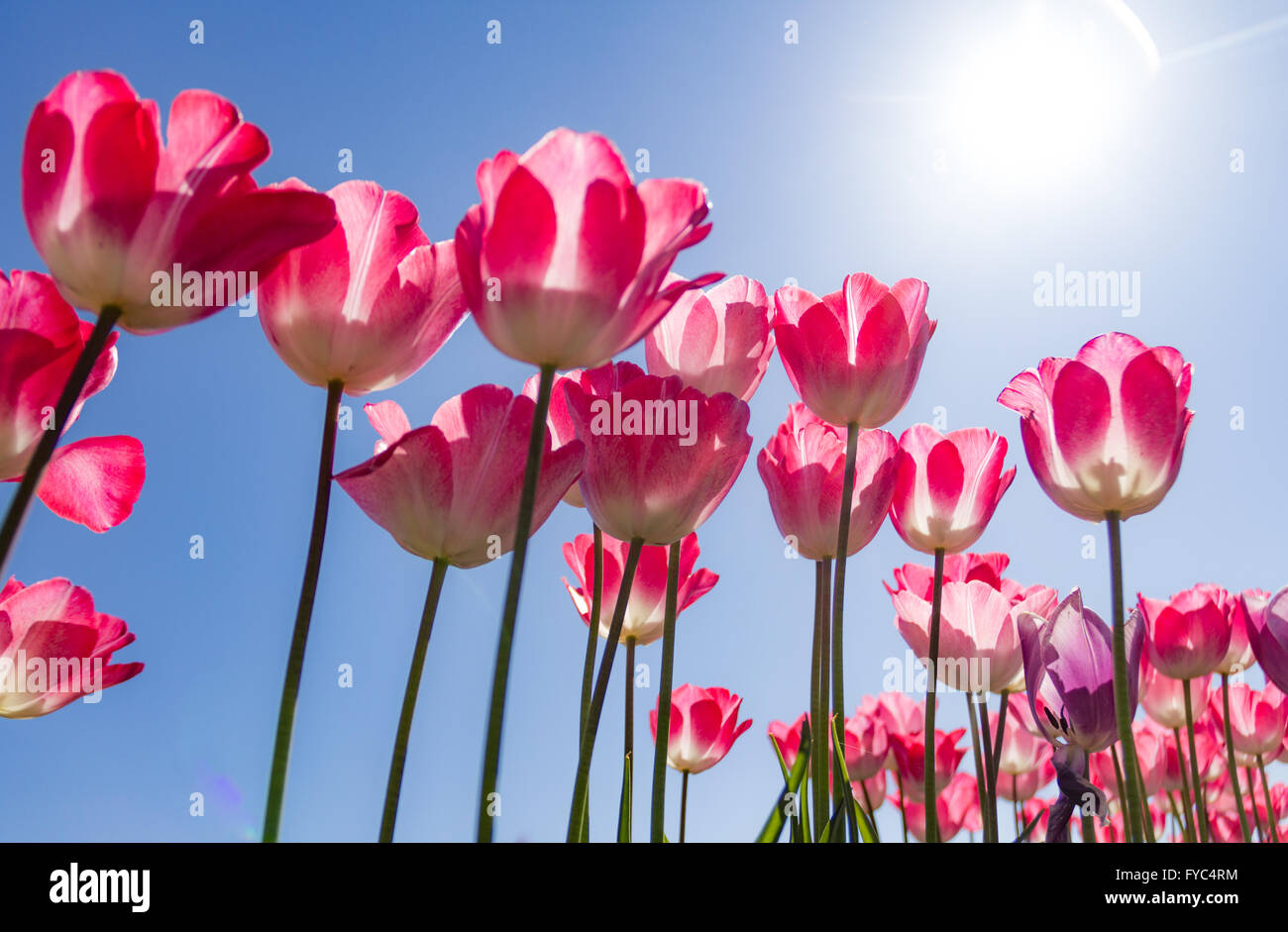 Brilliant field of tulips on a bright sunny spring day. Stock Photo
