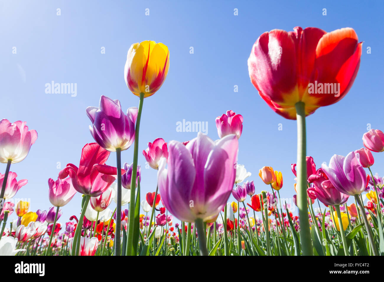 Brilliant field of tulips on a bright sunny spring day. Stock Photo