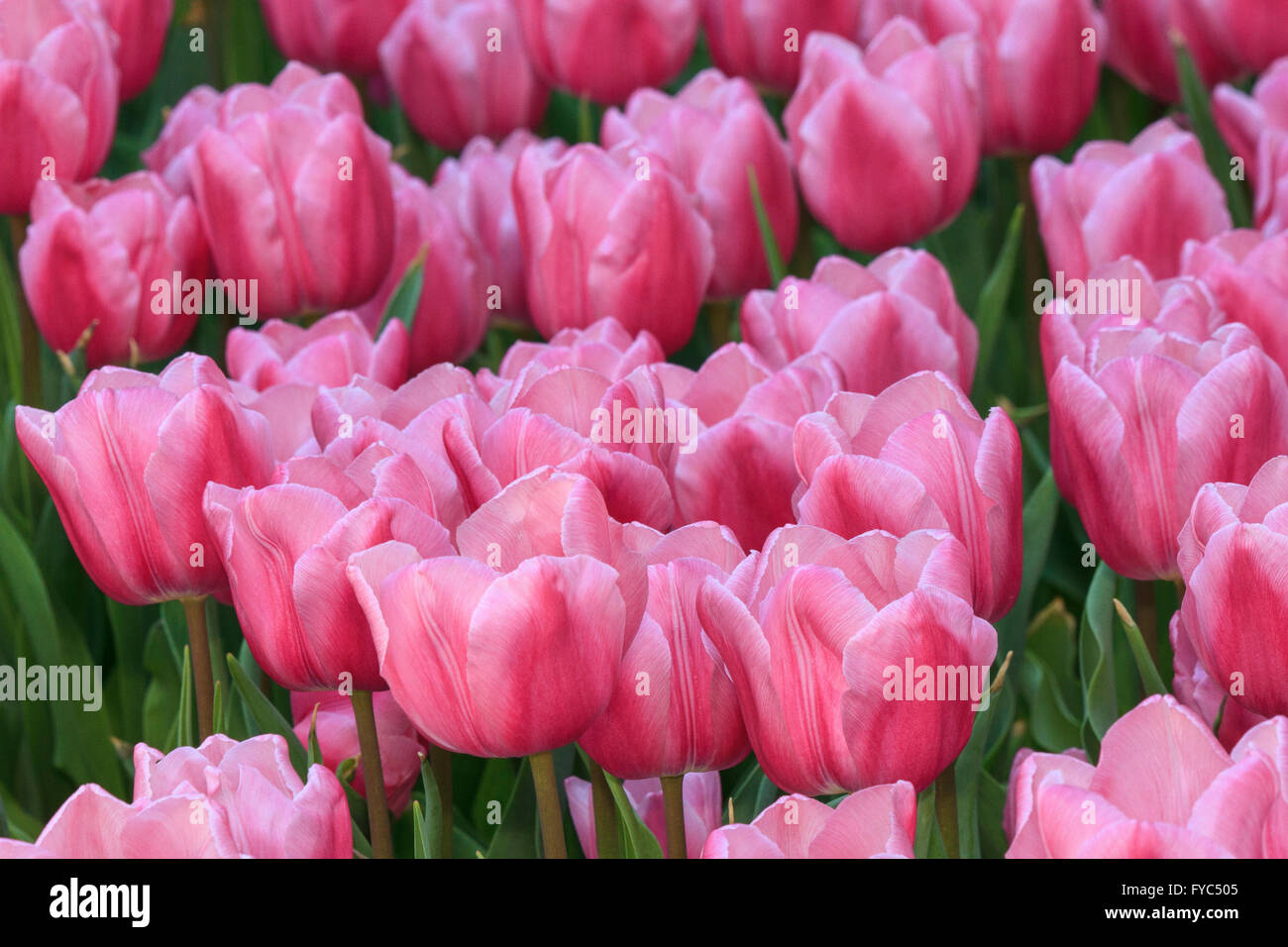 Red tulips in the Spring Stock Photo - Alamy