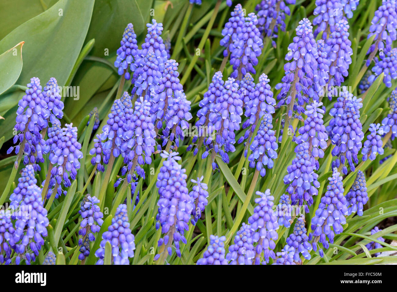Grape hyacinth flowers. Stock Photo
