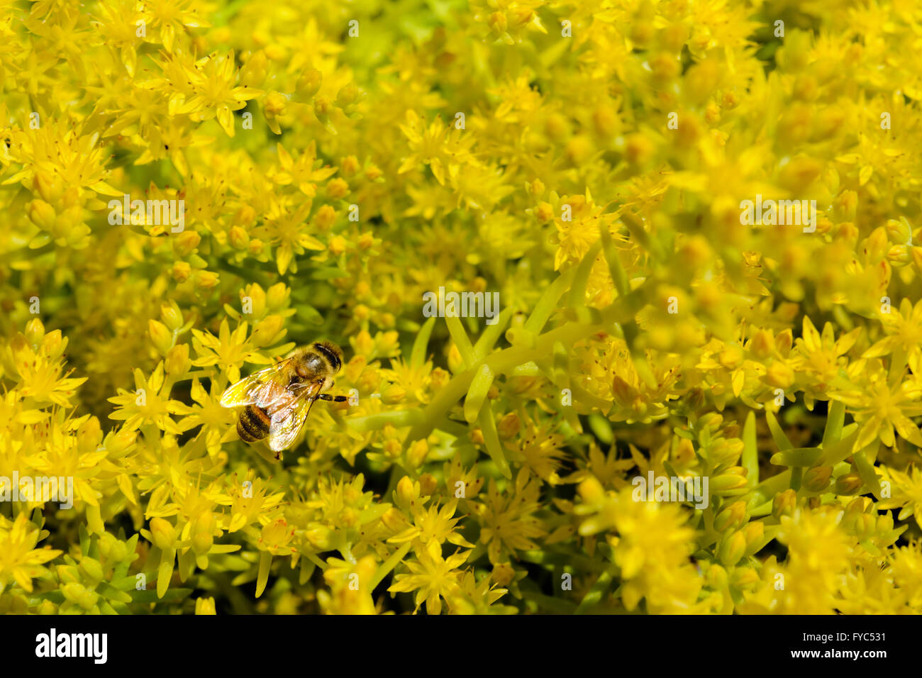 Thousands of blossoms to be pollinated and one Honeybee Stock Photo