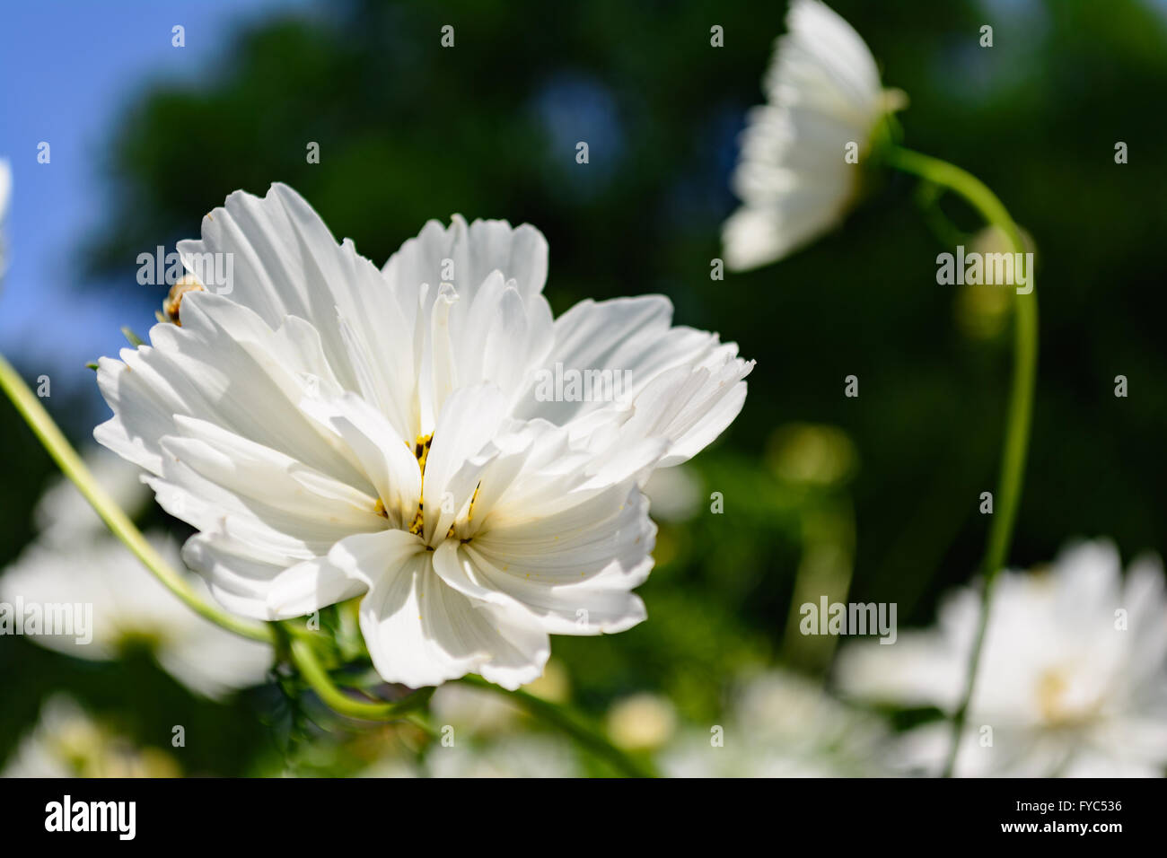White flower selective focus foreground long stem flower in background Stock Photo