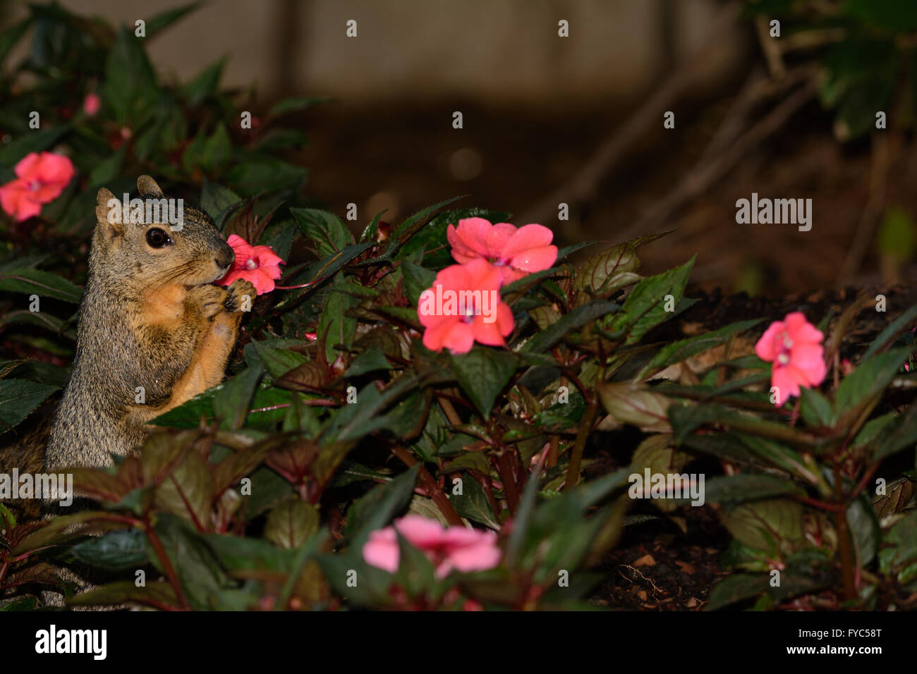 Shopping for Mothers Day Flowers? Fox Squirrel Standing upright in a bed of New Guinea Impatient flowers as if trying to choose Stock Photo
