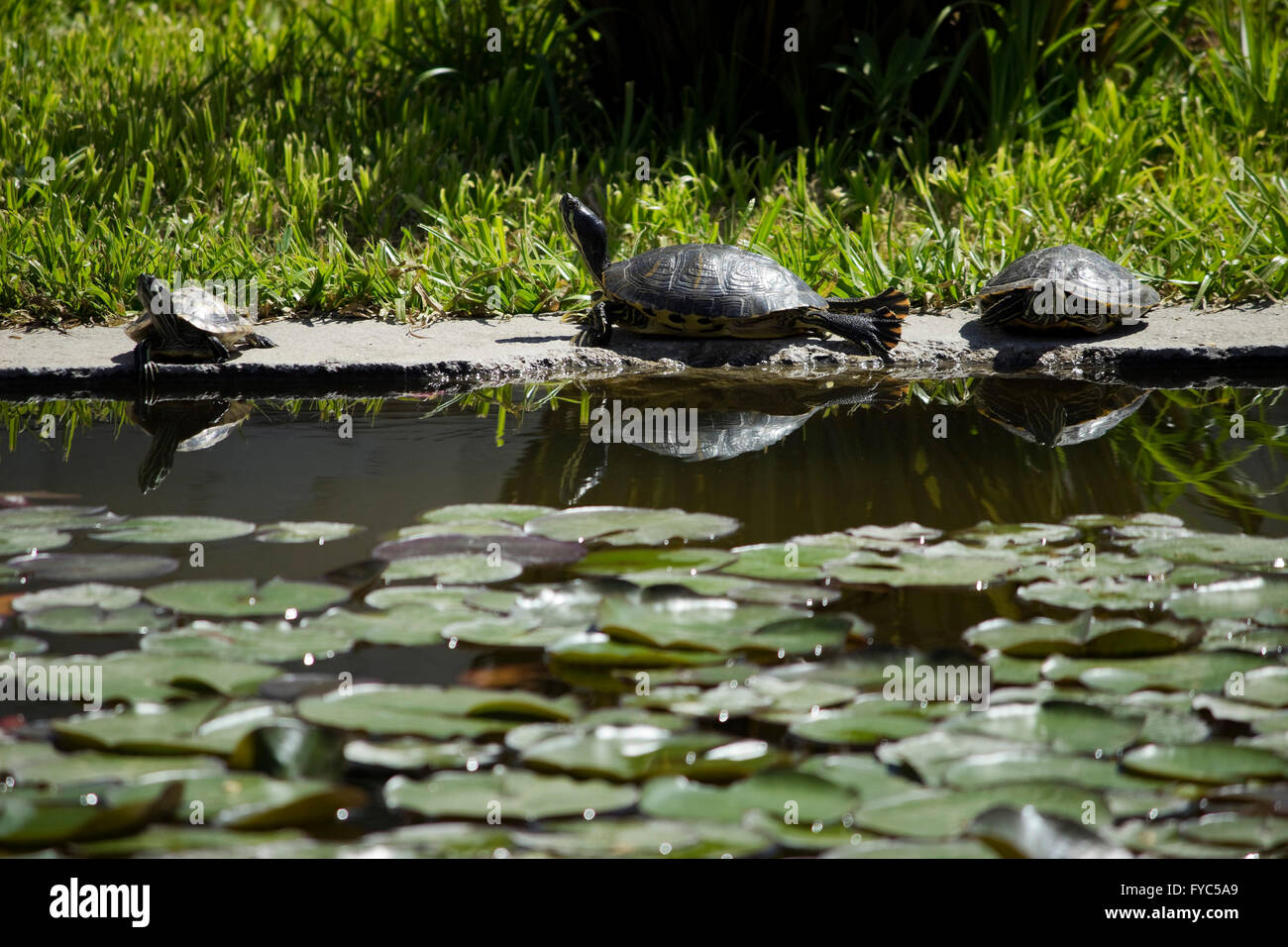 Group of semiaquatic red-eared slider terrapin turtles (Emydidae family) regulating body temperature by absorbing heat outdoors Stock Photo