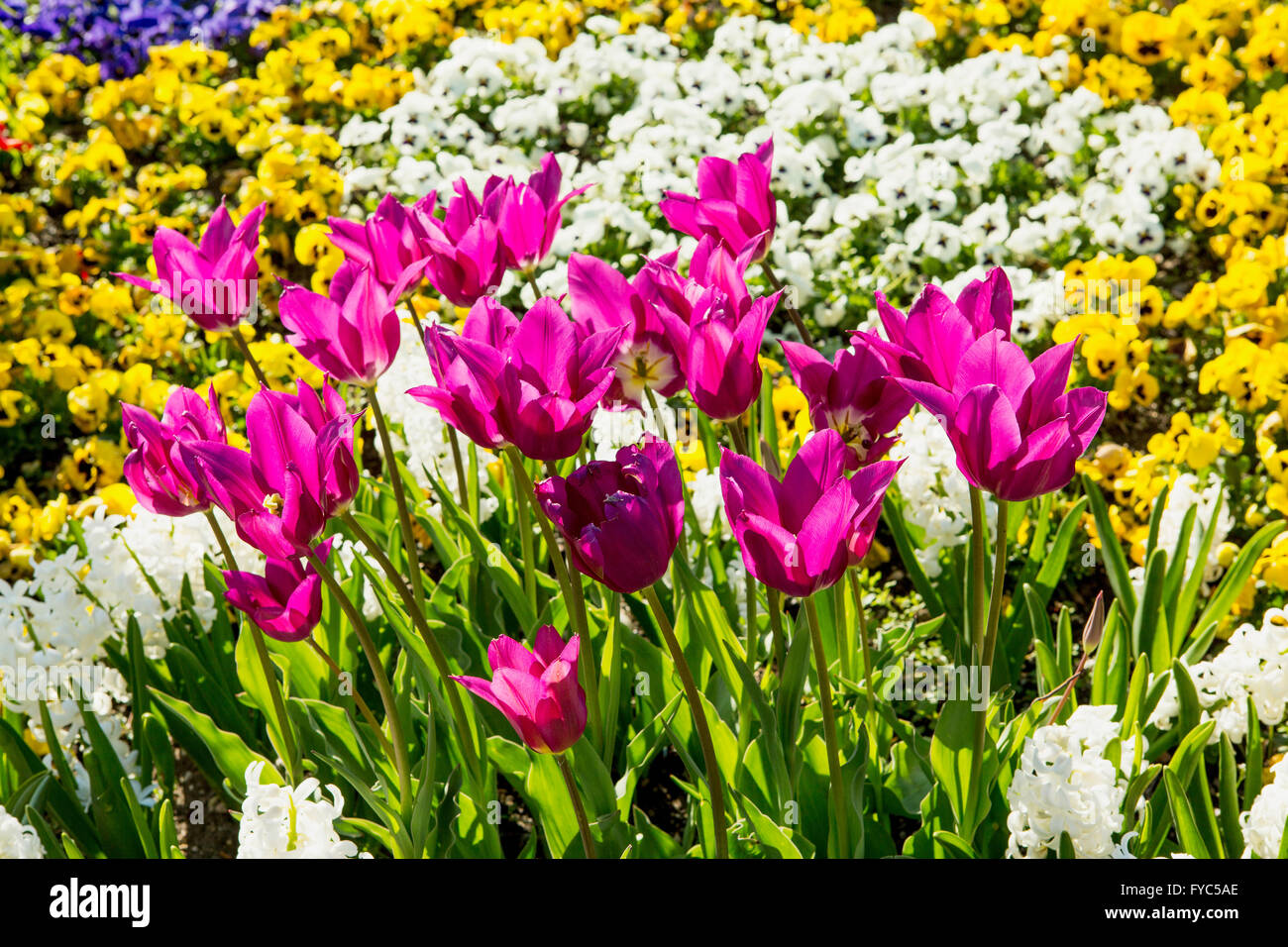 Colourful multi-colored flower bed with tulips in the foreground in the park on a sunny day Stock Photo