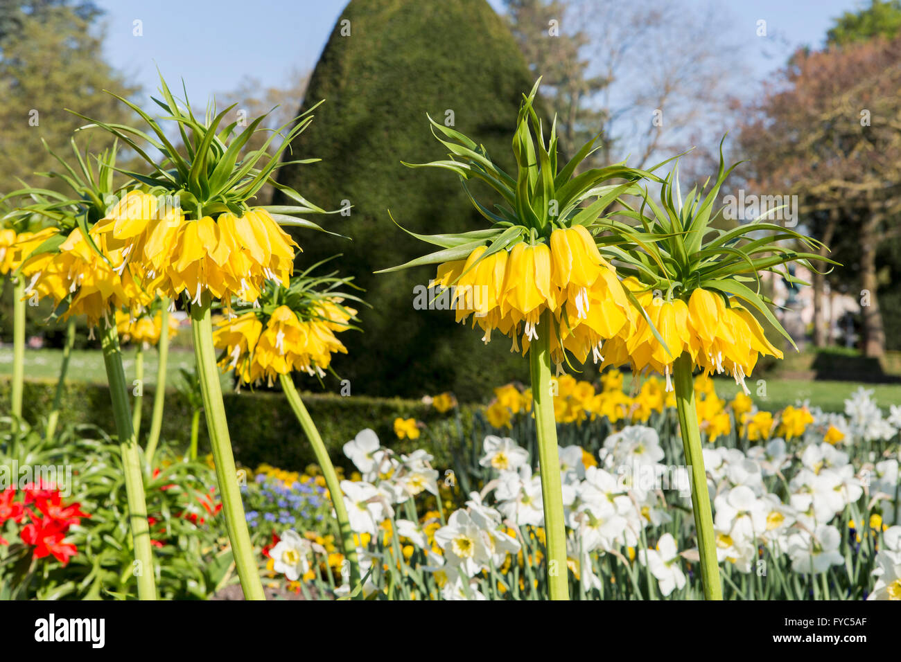 Crown imperial flower in yellow color in multicolor flowerbed with other flowers  in the park in spring sunny day Stock Photo