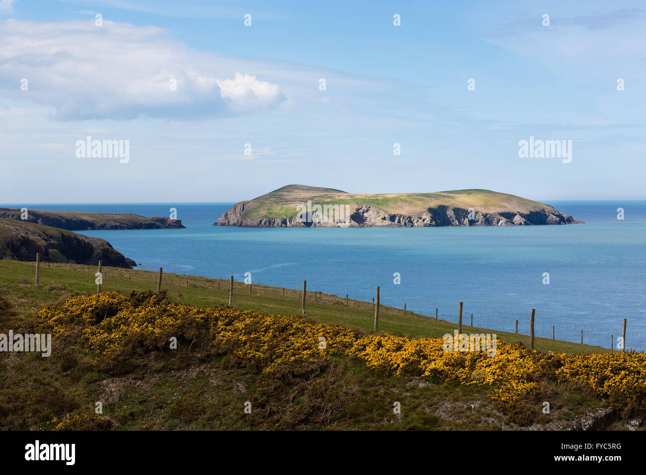 Cardigan Island, an uninhabited island lying north of Cardigan, Ceredigion, Wales Stock Photo