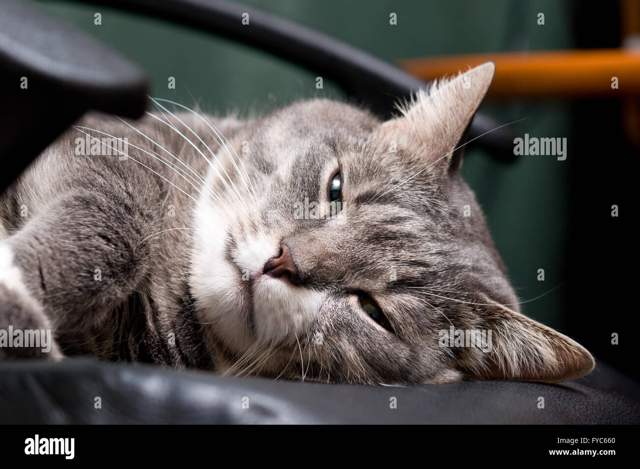 Big pretty house cat hi-res stock photography and images - Alamy