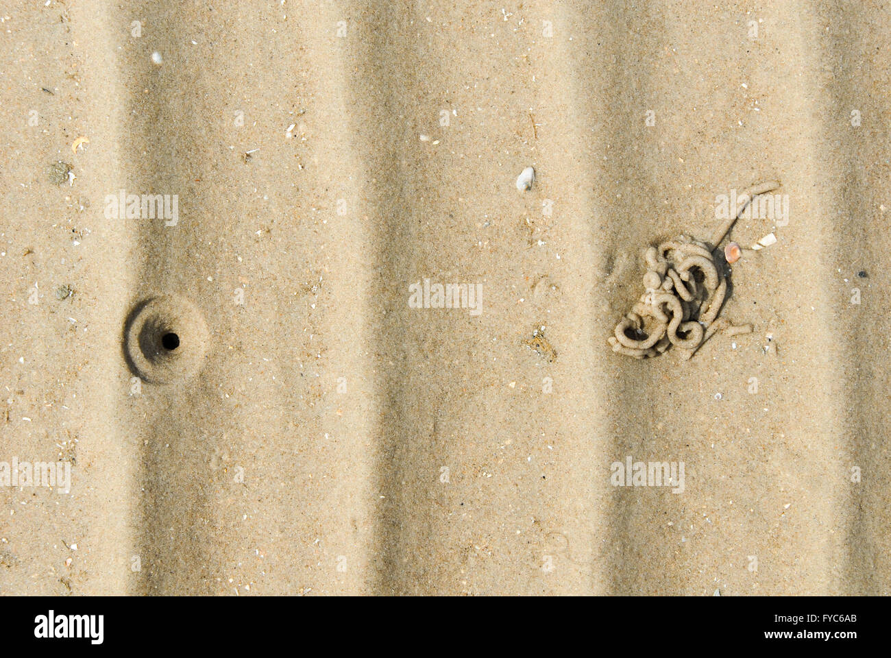 Burrow of a lug worm at the beach of  Rømø, Denmark Stock Photo