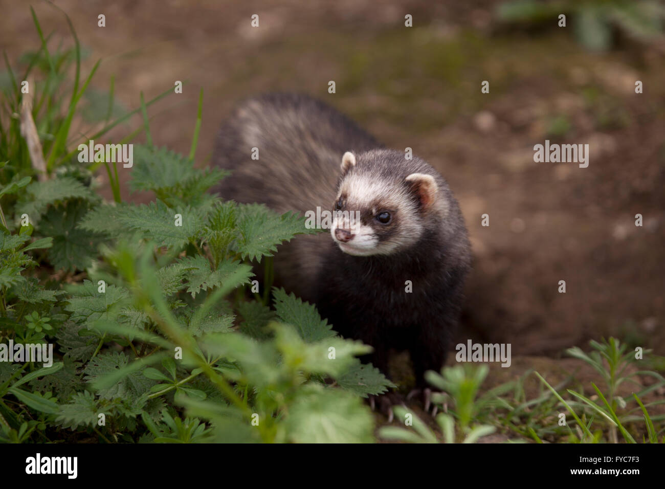 European polecat, Mustela putorius, in outside enclosure Stock Photo