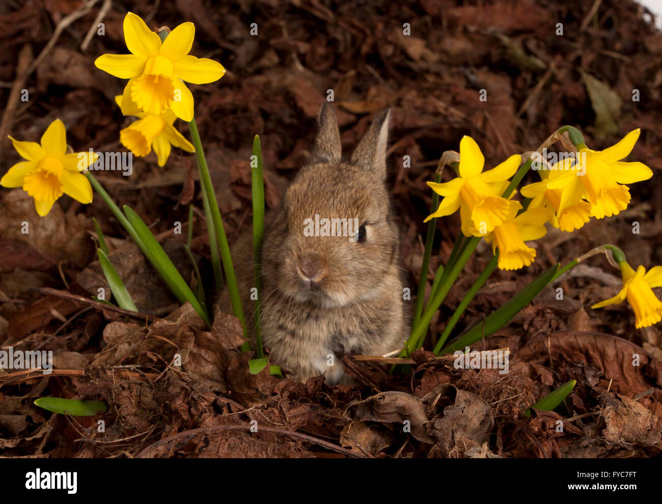 Baby European Rabbit, Oryctolagus cuniculus, amongst Daffodils and leaves in studio Stock Photo