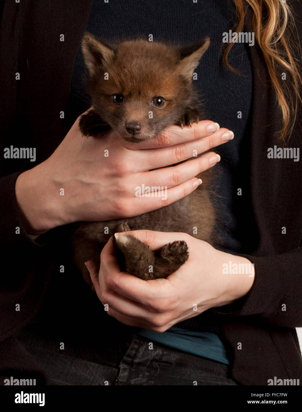 Orphaned red fox cubs in hand, studio shot Stock Photo