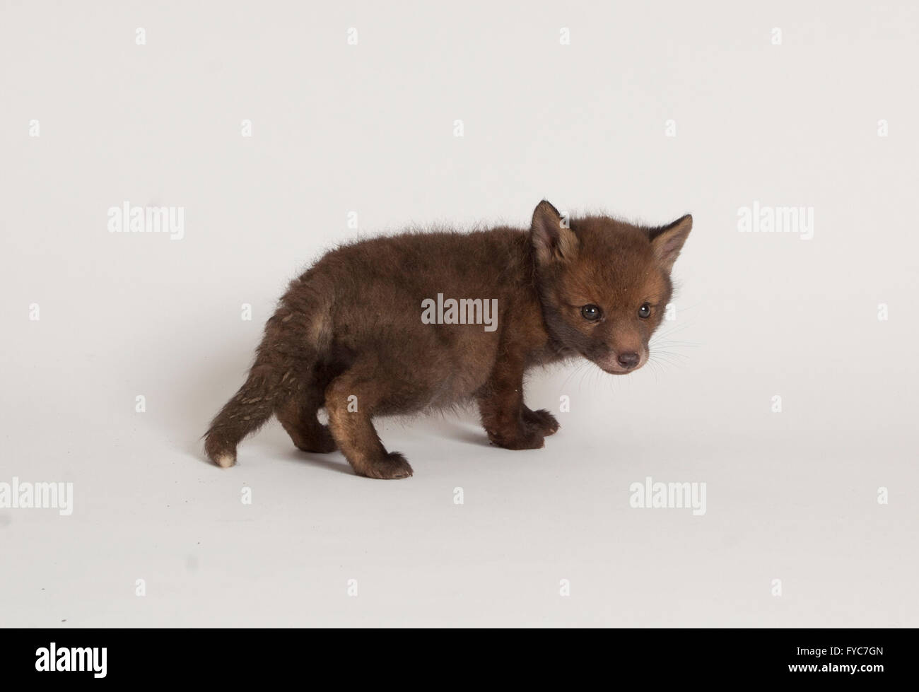 Red fox, Vulpes vulpes, Orphaned cub in studio Stock Photo