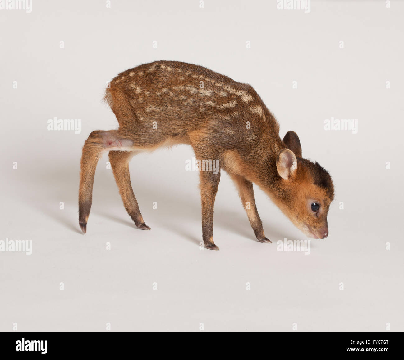 Muntjac deer, Muntiacus reevesi, Juvenile fawn standing in studio Stock Photo