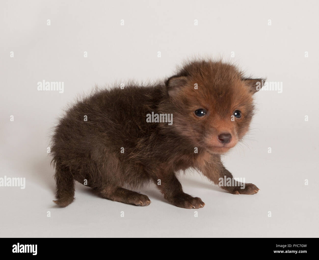 Red fox cub, vulpes vulpes, orphaned cub in studio Stock Photo