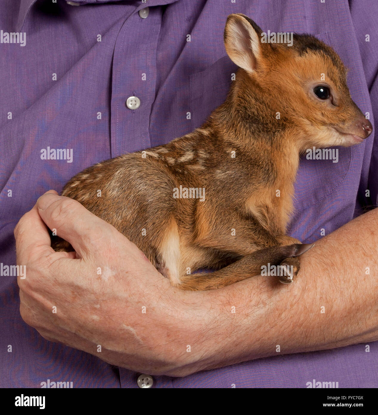 Muntjac deer, Muntiacus reevesi, Juvenile in hand Stock Photo