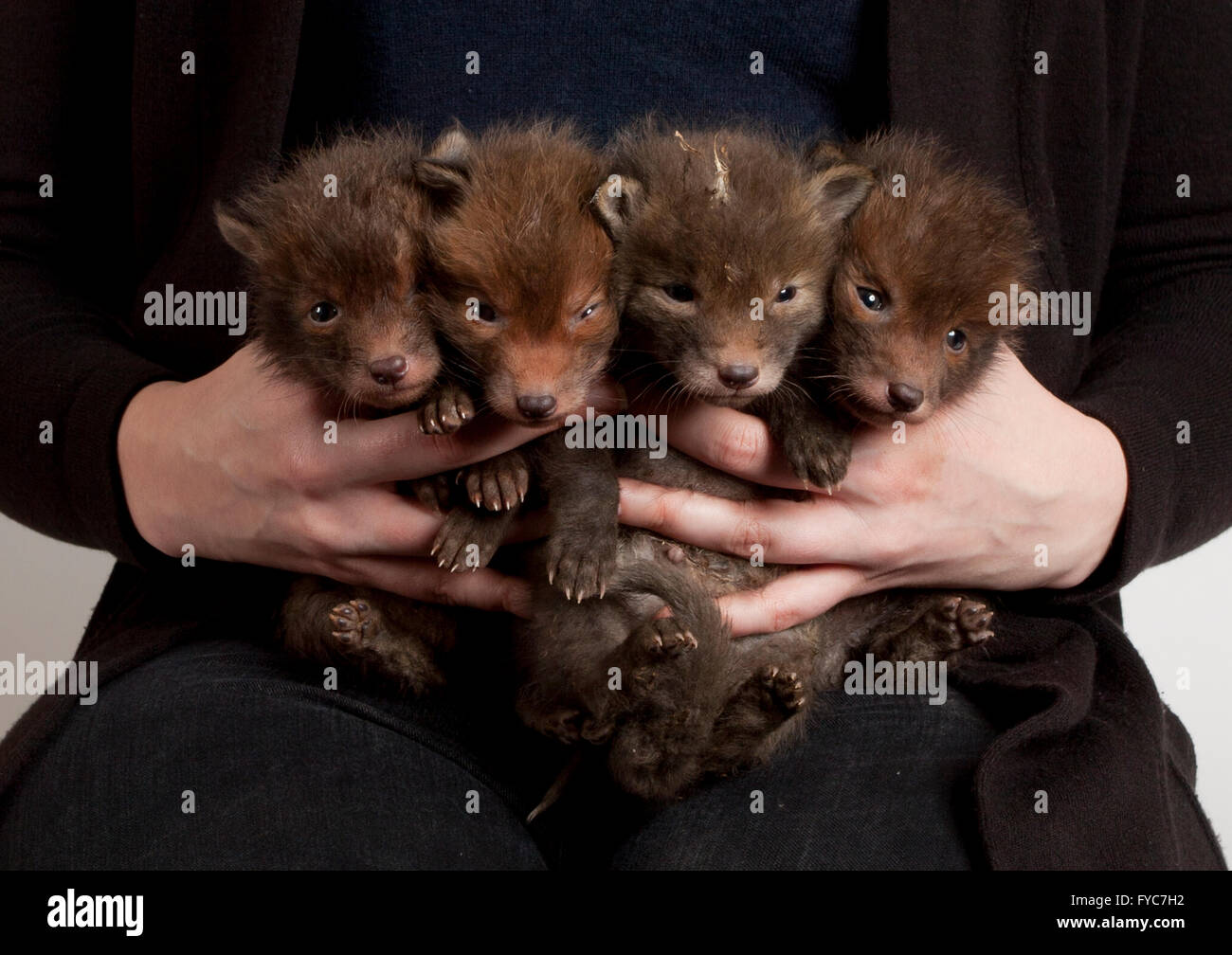Orphaned red fox cubs in hand, studio shot Stock Photo