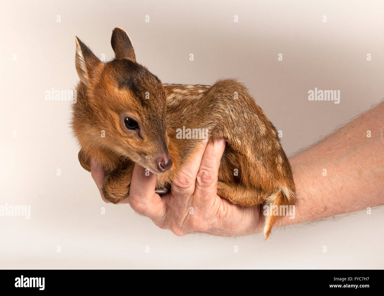 Muntjac deer, Muntiacus reevesi, Juvenile in hand Stock Photo