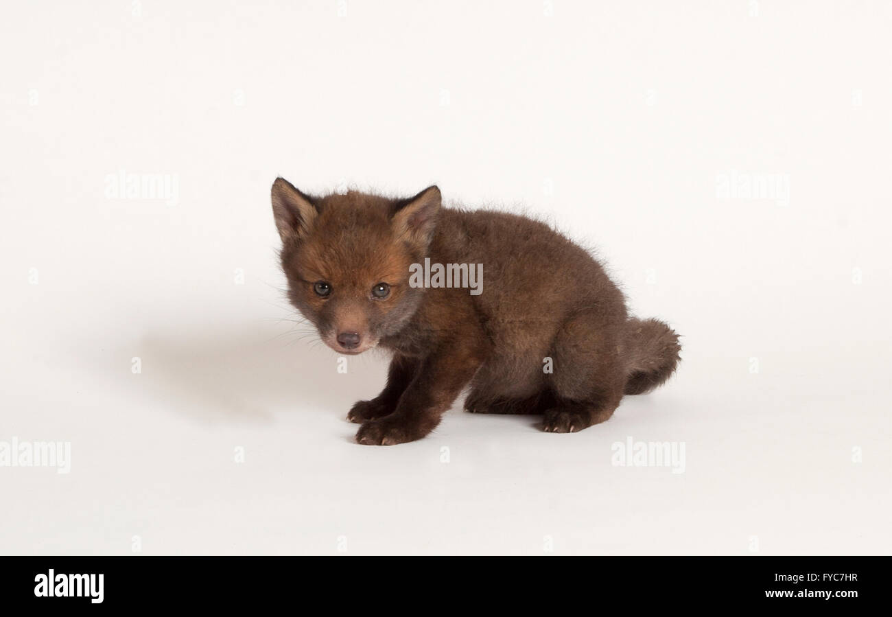 Red fox cub, vulpes vulpes, Orphaned cub in studio Stock Photo
