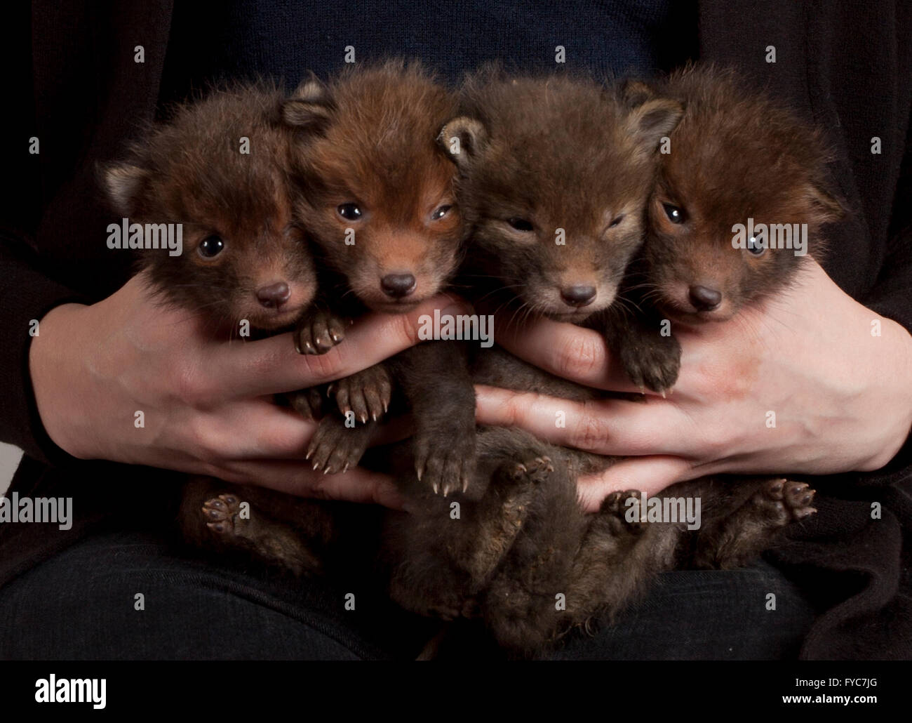 Orphaned red fox cubs in hand, studio shot Stock Photo
