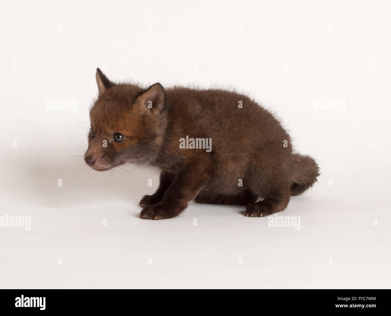 Red fox, Vulpes vulpes, juvenile orphaned cub in studio Stock Photo