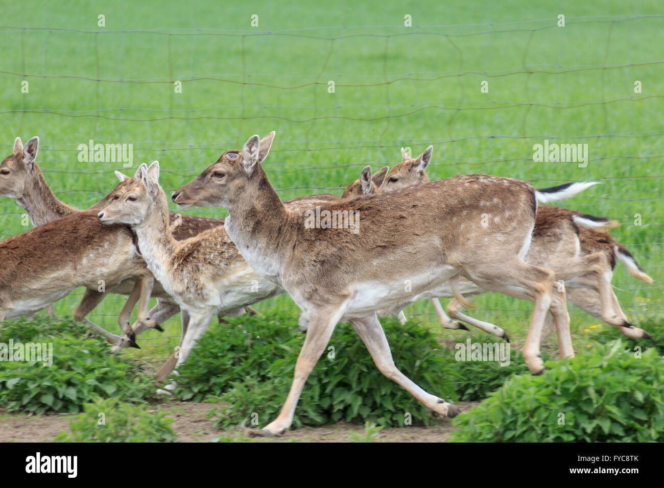 group of deers / sika wild / does Stock Photo