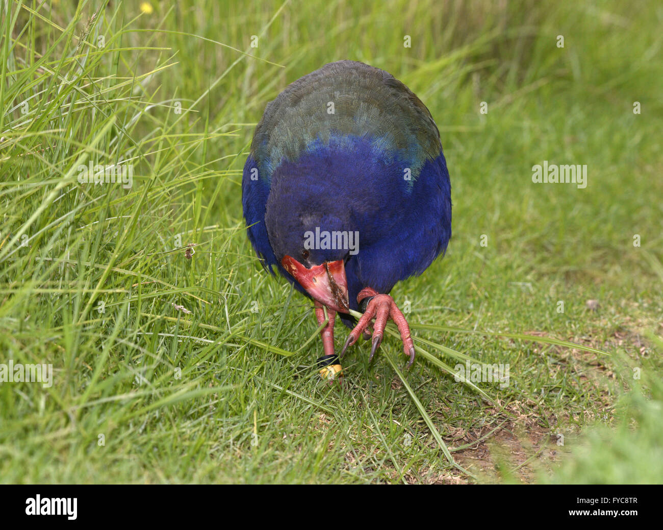 Takahe - Porphyrio hochstetteri Stock Photo