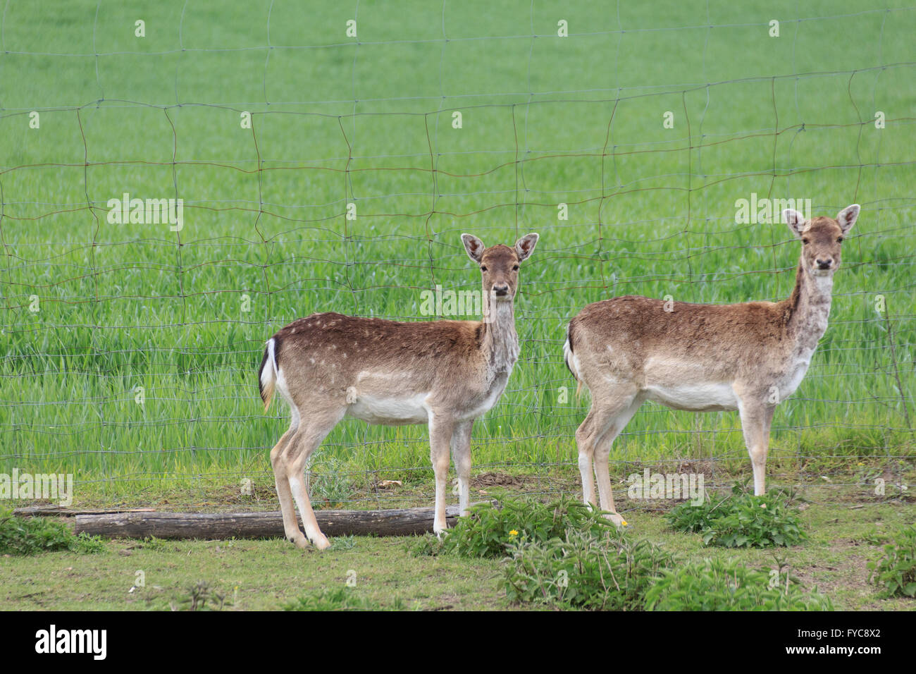 two deers / sika wild / does looking curious Stock Photo