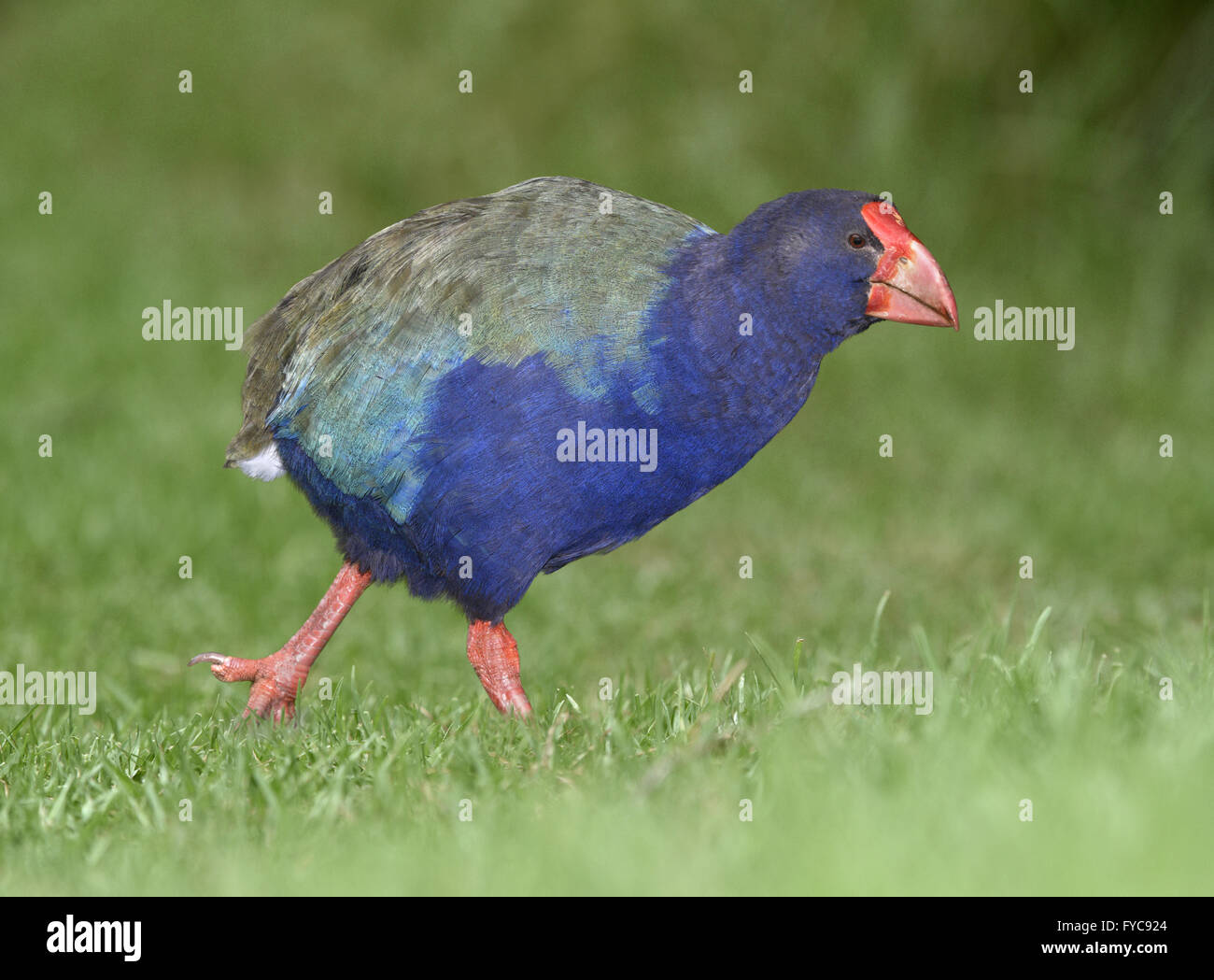 Takahe - Porphyrio hochstetteri Stock Photo