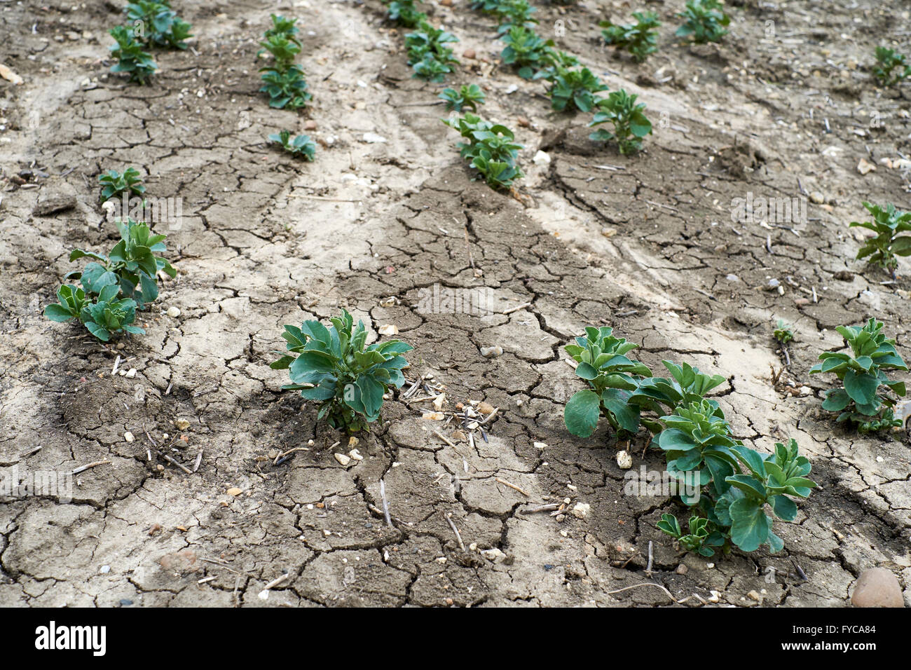 A crop of Broad beens showing signs of slow growth due to soil erosion and hardpan development resulting from surface flooding. Stock Photo