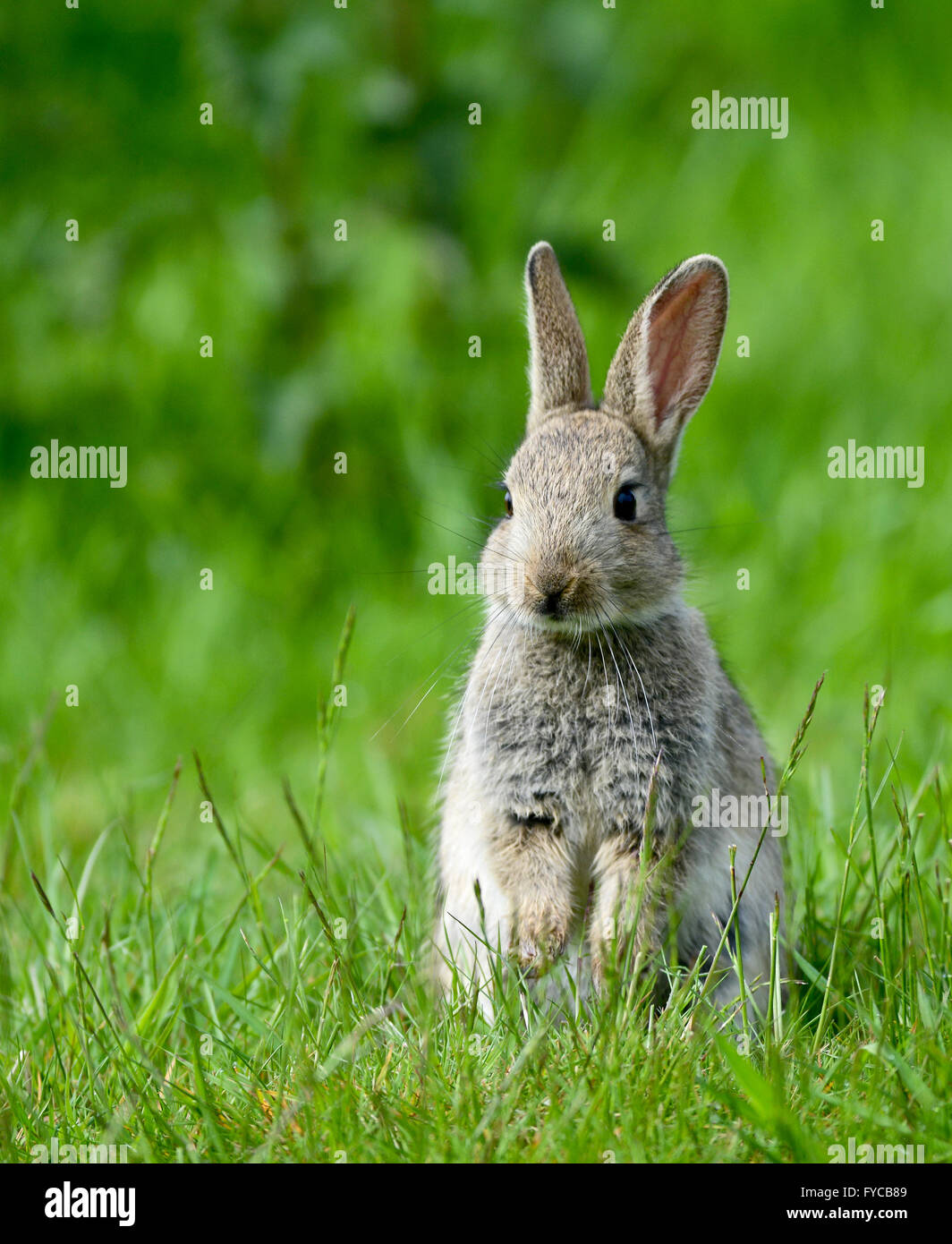 Burrowing mammals hi-res stock photography and images - Alamy