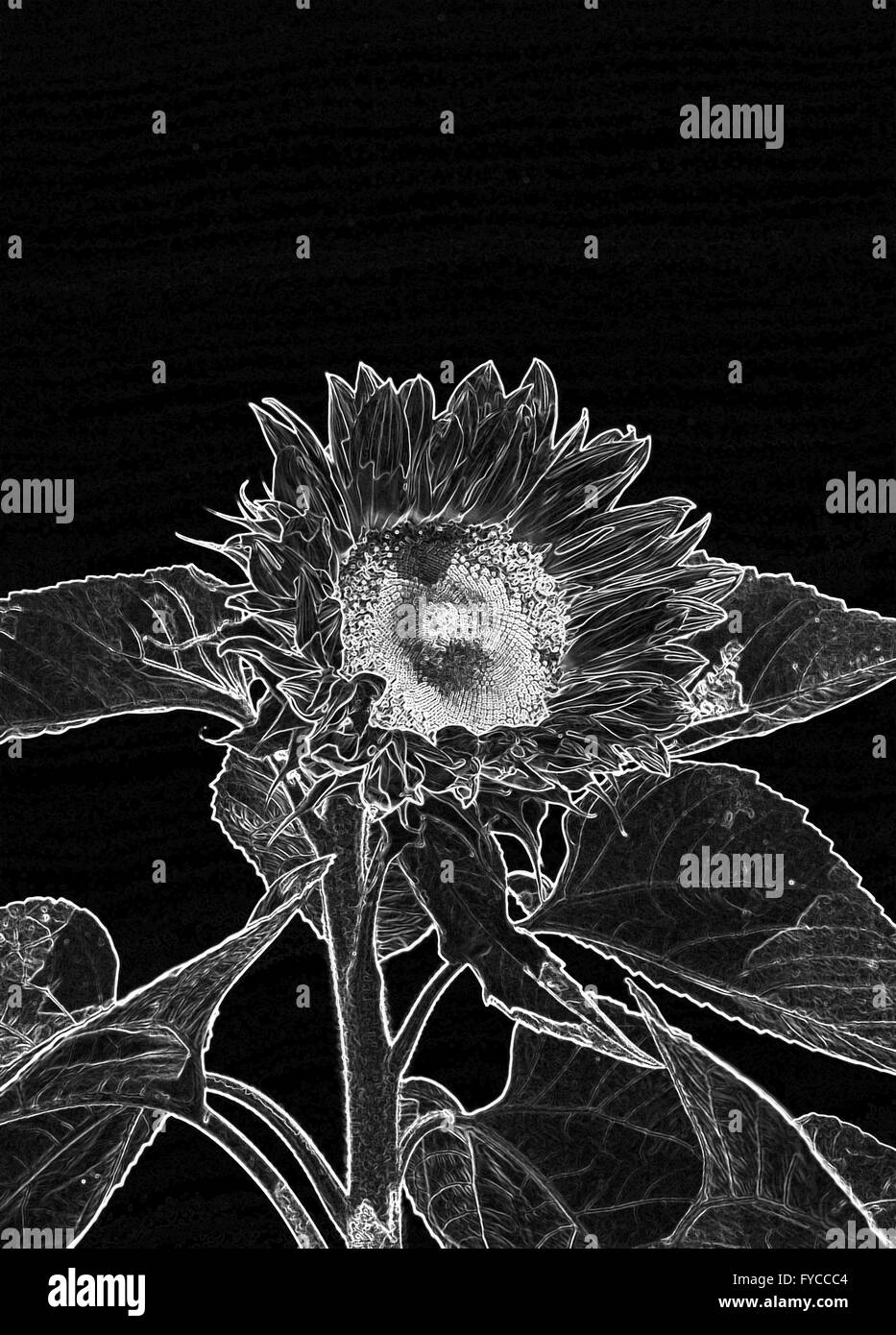 Photo of a sunflower digitally manipulated to look like a white line sketch on black background see also FYT155 Stock Photo