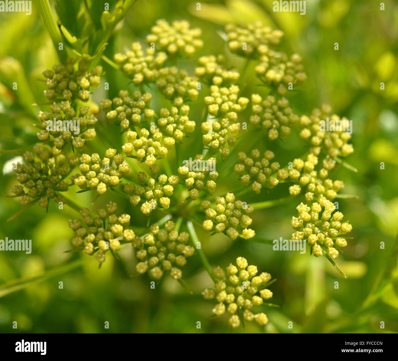 Flowering parsley plant Stock Photo Alamy