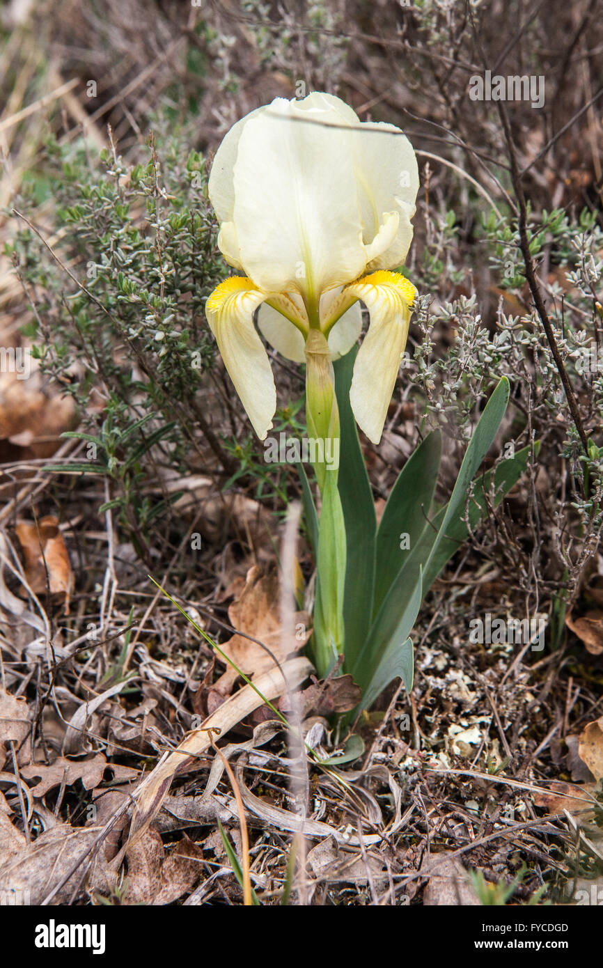 Iris lutescens Stock Photo