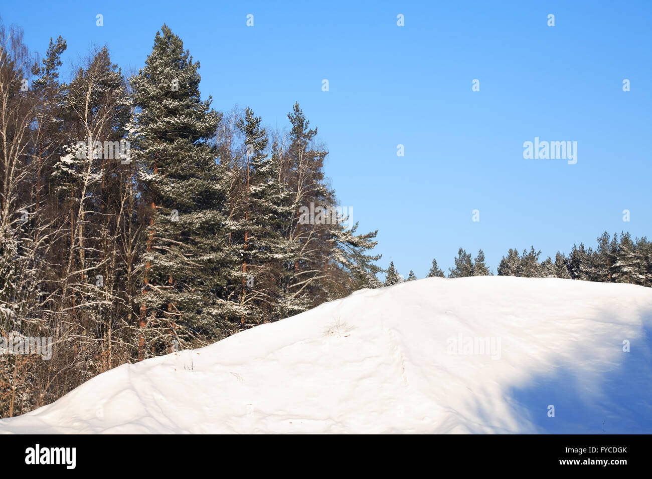 Winter landscape with frozen forest against blue sky Stock Photo - Alamy