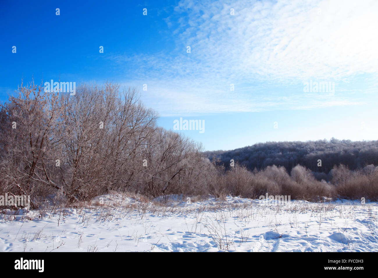 Winter landscape with frozen forest against blue sky Stock Photo - Alamy
