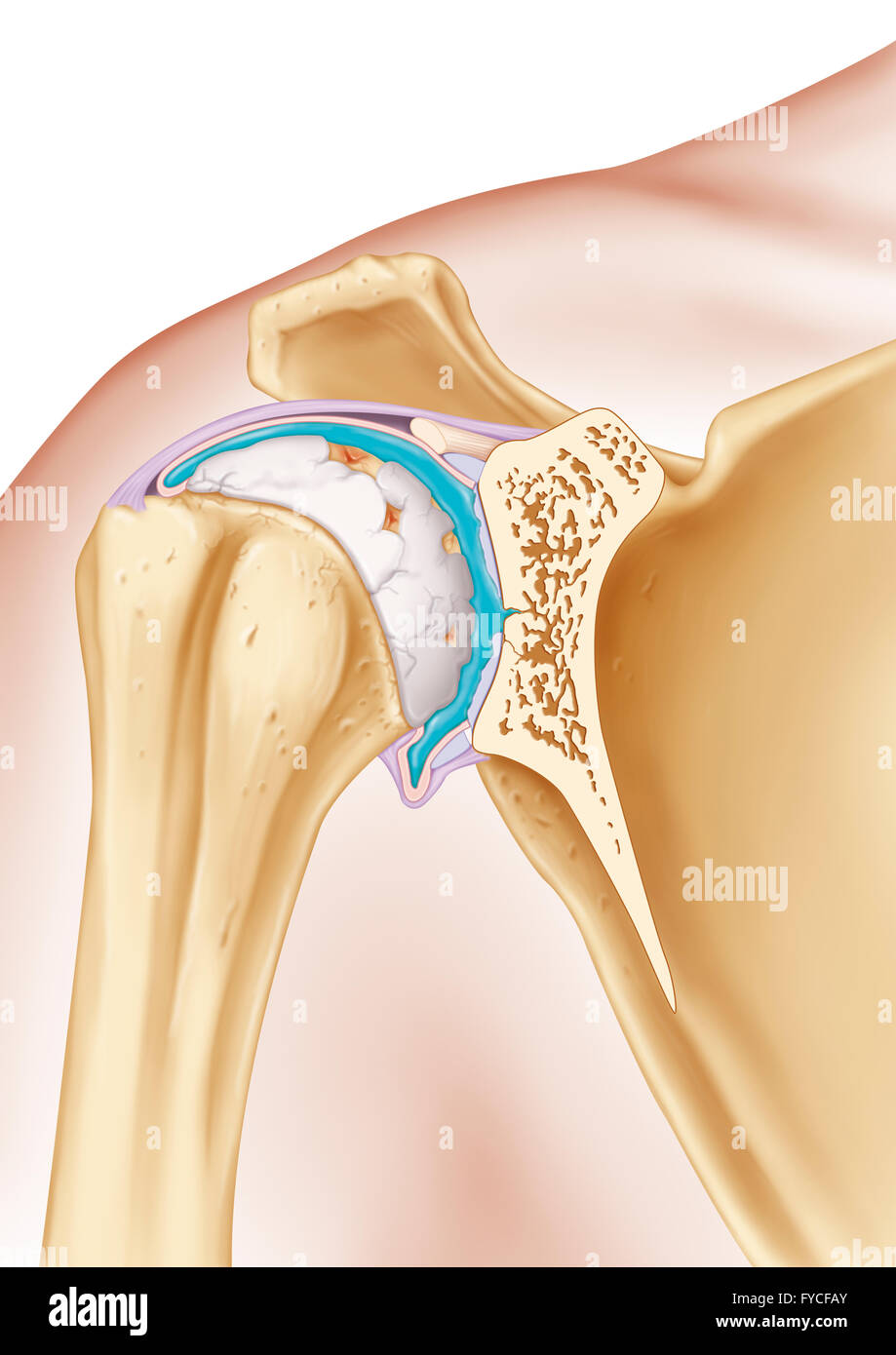 SHOULDER ANATOMY CAPSULE visual data 2