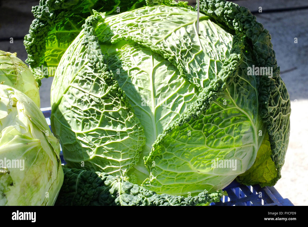 GREEN CABBAGE Stock Photo