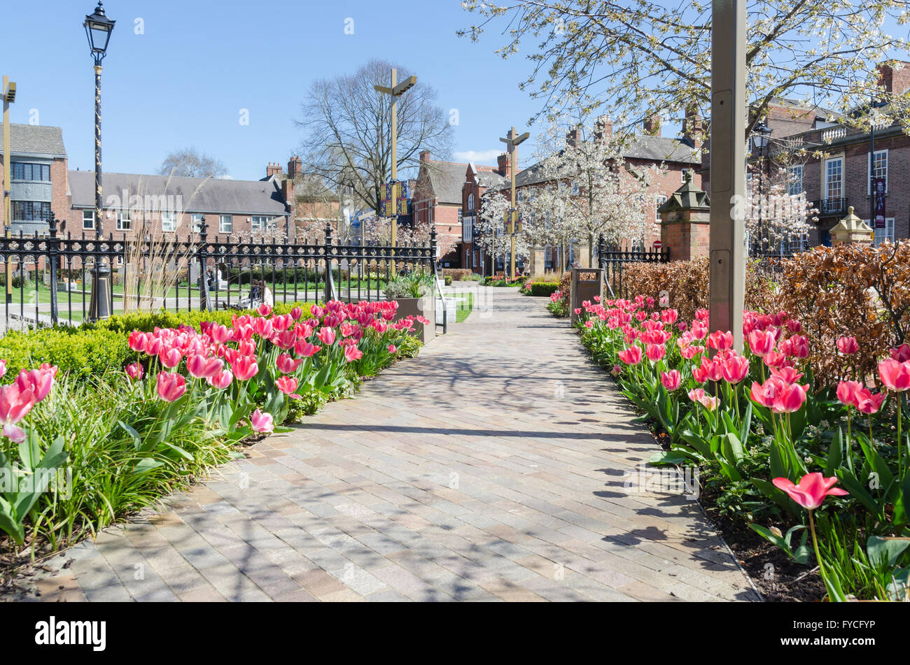Tulips flowering in Leicester Cathedral Gardens Stock Photo