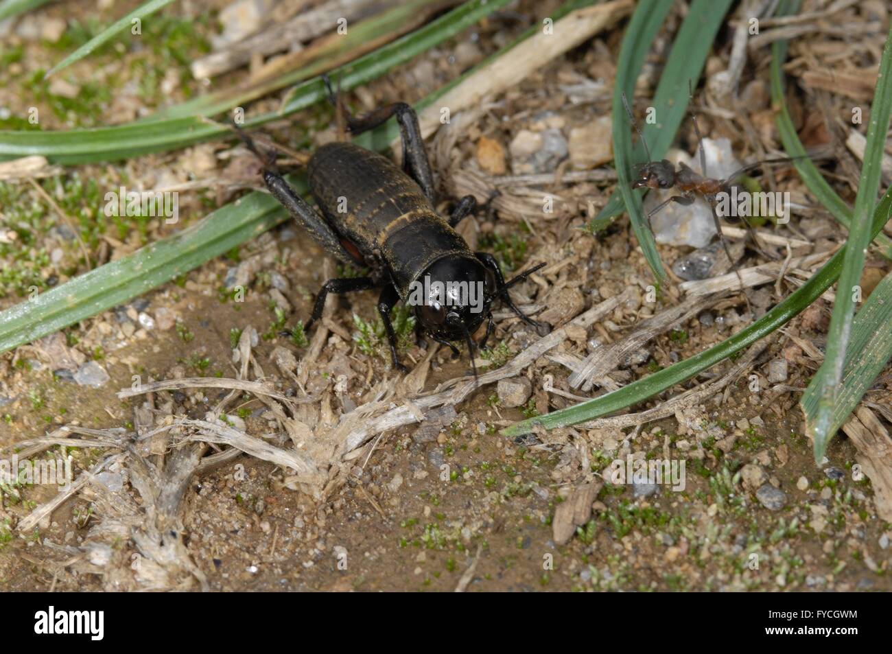 Field Cricket (Gryllus campestris) endangered species declining and red