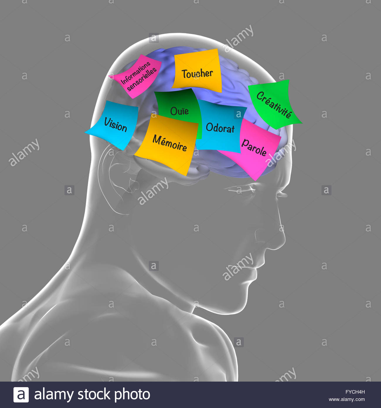 Auditory Cortex Stock Photos & Auditory Cortex Stock Images Alamy